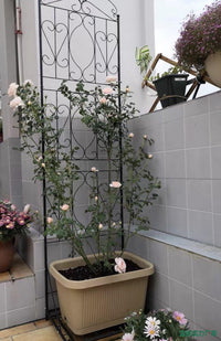 Iron Art Climbing Trellis with Base for Potted Plants, European Style Screen for Balcony & Indoor Use