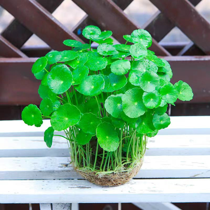 Hydroponic Chinese Coin Grass (Copper Coin Grass) Potted Plant for Indoor Decor