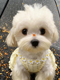 Pet Dog Cat Summer Thin Dress Vest for Small Dogs Bichon