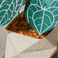 Jeancard 3D Laser Cut Paper Model Kit - Mini Anthurium Plant