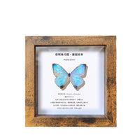 Vintage 3D Shadow Box Frame for DIY Specimen Display - Dustproof Glass Front