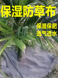 Agricultural Orchard Weed Barrier Fabric - 10-Year Lifespan, Breathable, Permeable, Moisture-Retaining, Fertilizer-Preserving, Frost Protection