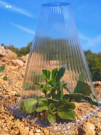 Clear Plastic Plant Cover Cones for Seedling Protection and Insulation