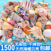 Natural Seashell & Starfish Aquarium Decor for Hermit Crabs & Crafts
