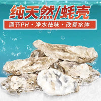 Natural Polished Oyster Shell Filter Media for Koi Ponds & Aquariums - Bio-Filter & Water Clarifier