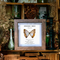 Vintage 3D Shadow Box Frame for DIY Specimen Display - Dustproof Glass Front