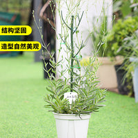 Moss Pole Plant Support Stakes with Orchid Clips and Ties for Indoor Outdoor Climbing Plants