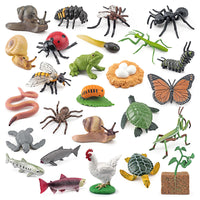 Life Cycle Animal Model Toys for Early Education