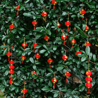 Red Lanterns for Festive Outdoor & Indoor Decor - Wedding, Balcony, Landscape
