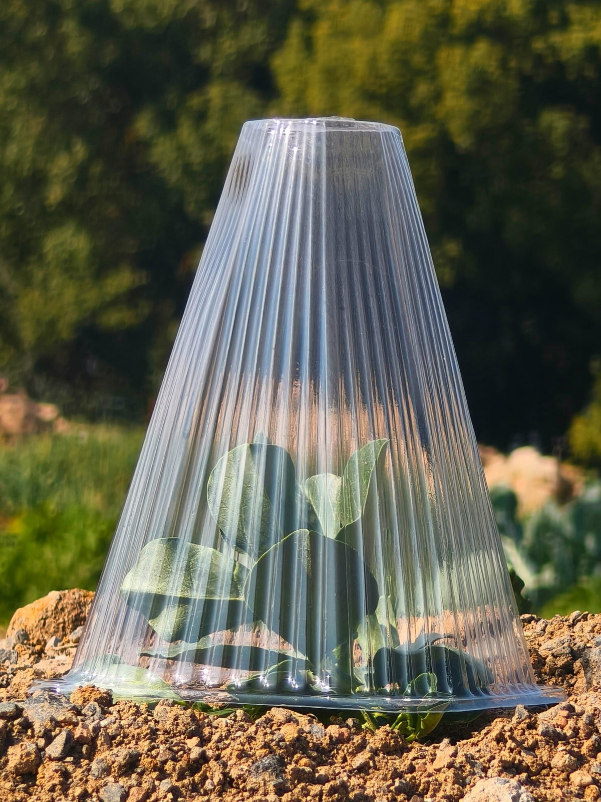 Clear Plastic Plant Cover Cones for Seedling Protection and Insulation