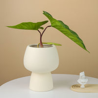 Creative Ceramic Orchid Planter Pot with Drainage Tray for Hyacinth Green Plants
