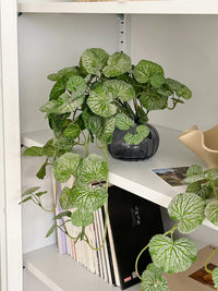 Artificial Begonia Leaf Hanging Vine for Home and Event Decor