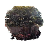 New Fruit Tree Bird Netting Garden Nylon Protective Cover for Jaboticaba, Loquat, Cherry, Blueberry Orchards and Vegetable Patches