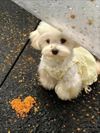 Pet Dog Cat Summer Thin Dress Vest for Small Dogs Bichon