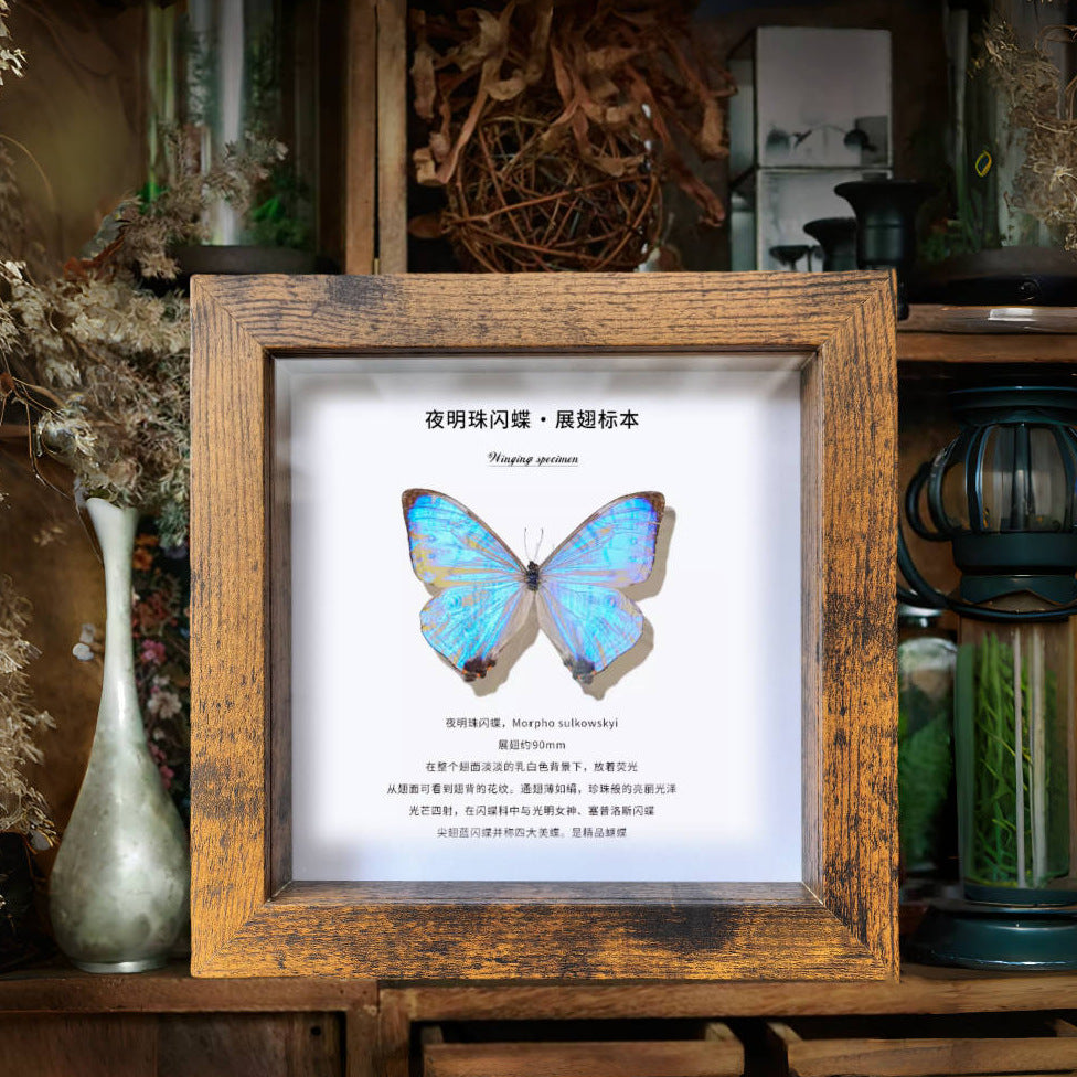 Vintage 3D Shadow Box Frame for DIY Specimen Display - Dustproof Glass Front