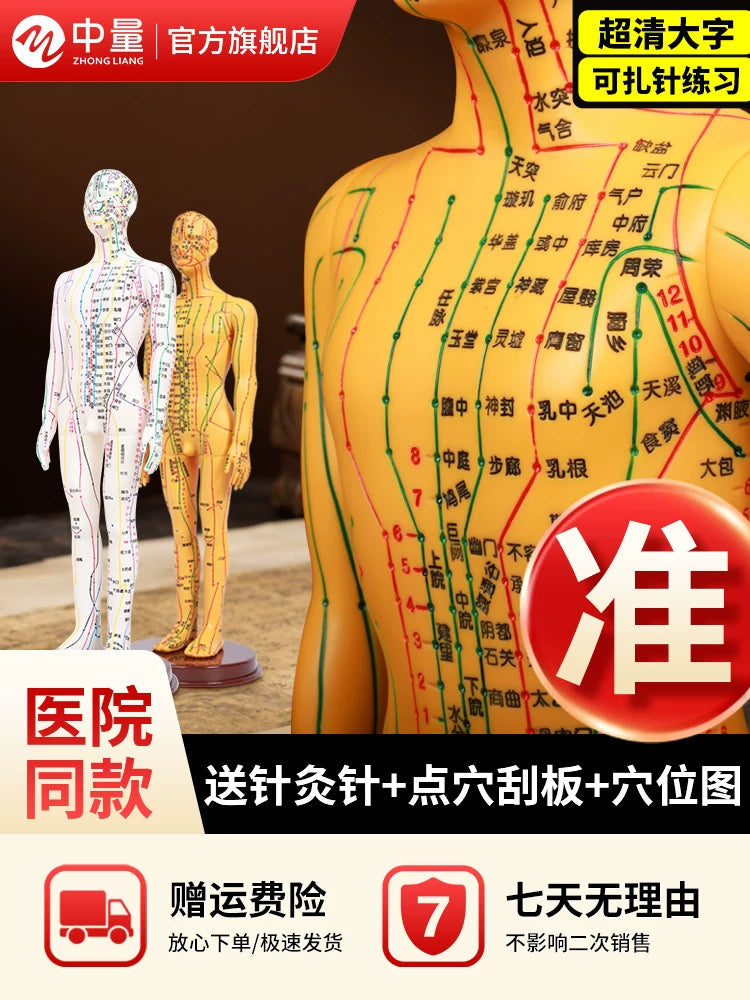 Acupuncture Meridian Human Body Model with Acupoints, Soft Rubber for Needle Practice