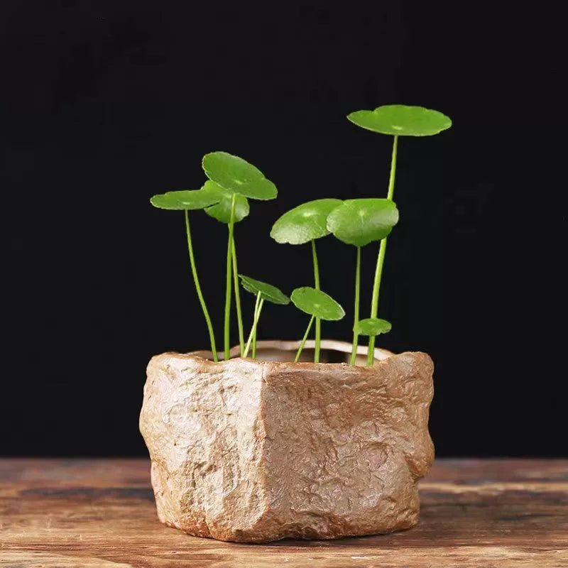 Ceramic Hydroponic Planter Bowl for Aquatic Plants and Small Bonsai