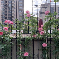 Garden Trellis for Climbing Plants, Rose, Clematis, and Ivy - Metal Arch Support for Patio and Villa