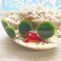 Handmade Glass Ocean Animal Figurines for Micro Landscape Aquarium Decor