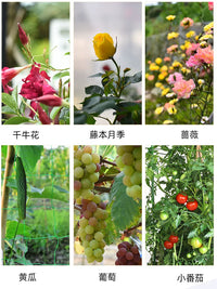 Plant Support Stakes for Climbing Vines, Tomatoes, Eggplants, Cucumbers, and Roses