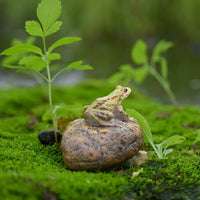 Miniature Frog Figurines for Garden & Micro Landscape Decor