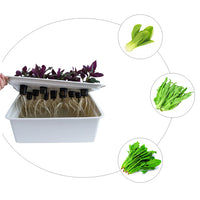 Hydroponic Growing System for Home Balcony Vegetable Cultivation