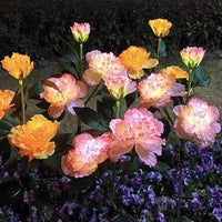 Solar Peony Flower LED Garden Stake Lights - Outdoor Waterproof Decorative Landscape Lamps