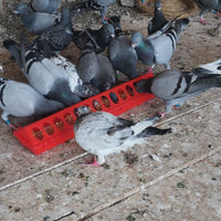 Anti-Spill Poultry Feeder for Chickens, Ducks, and Geese - Durable and Tip-Resistant