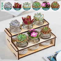 Hydroponic Succulent Cactus Desktop Planter for Air Purification and Drought Resistance