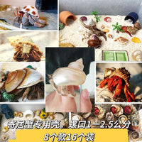 Natural Seashell & Starfish Aquarium Decor for Hermit Crabs & Crafts