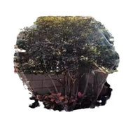Nylon Anti-Bird Netting for Fruit Trees, Gardens, and Ponds
