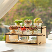 Hydroponic Succulent Cactus Desktop Planter for Air Purification and Drought Resistance