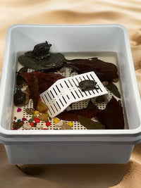 Turtle Hatchling Nursery Tank with Heating, Thermostat, and Isolation Box