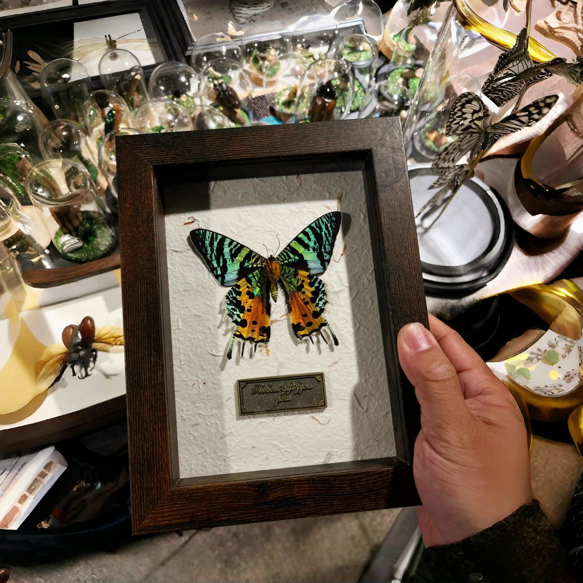 Vintage 3D Deep Shadow Box Frame for Insect Specimen Display & DIY Crafts, 1.8cm Depth