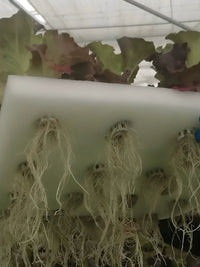 Hydroponic Floating Raft System for Soilless Vegetable Cultivation