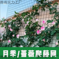 Garden Trellis Netting for Climbing Plants, Roses, and Vines - Wall-Mounted Support Mesh