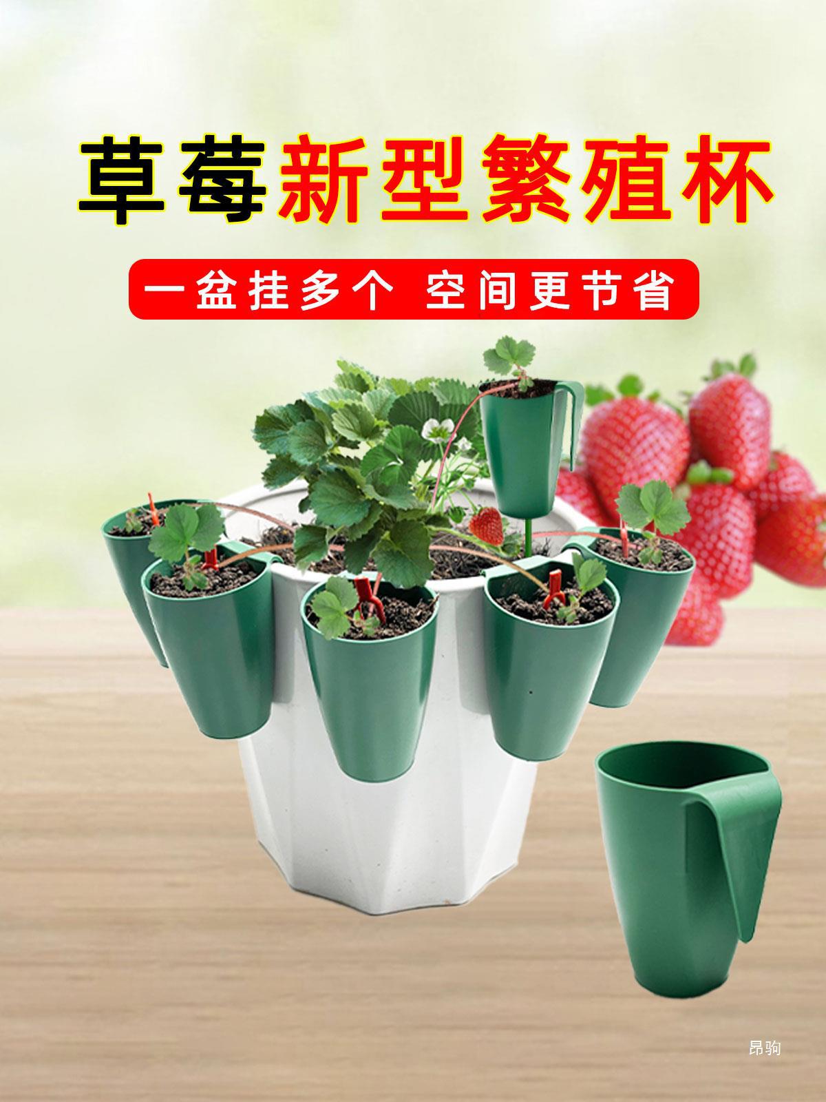 Strawberry Propagation Cups with Ground Stakes for Seedling Transplanting and Rooting
