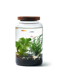Self-Sustaining Ecosystem Glass Terrarium for Desktop