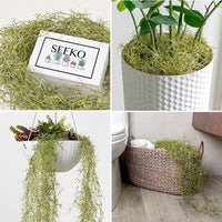 Artificial Air Plant Wall Hanging Decor for Indoor Backgrounds
