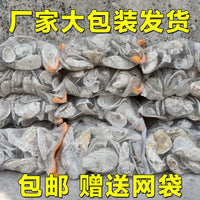 Natural Polished Oyster Shell Filter Media for Koi Ponds & Aquariums - Bio-Filter & Water Clarifier