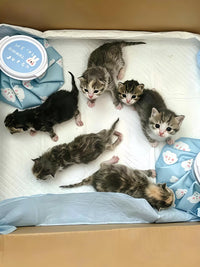 Reusable Pet Cooling Ice Pack Mat for Cats and Small Dogs, Outdoor Summer Heat Relief Pad