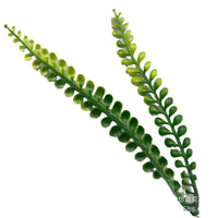 Artificial Persian Leaf Plant for Home Decor, Weddings, and Aquariums