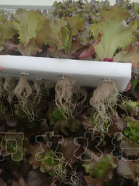 Hydroponic Floating Raft System for Soilless Vegetable Cultivation