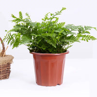 Plastic Plant Nursery Pots with Drainage Holes for Indoor Outdoor Gardening