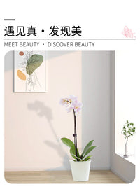 Orchid Plant Support Stakes and Clips for Climbing Vines and Floral Arrangements