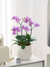 Luxury Resin Planter Pot for Indoor Large Green Plants, Money Tree, Orchid, Snake Plant
