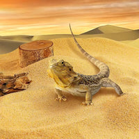 Reptile Calcium Sand Substrate for Lizards Spiders Scorpions Terrariums, Odor Control & Moisture Absorbing
