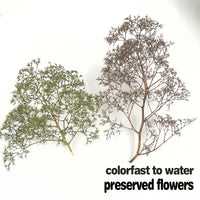 Preserved Dried Flower Miniature Tree Model for DIY Crafts and Dioramas