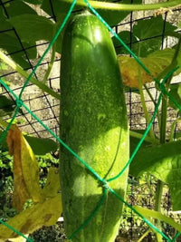 Garden Trellis Netting for Climbing Plants, Fruits, and Vegetables