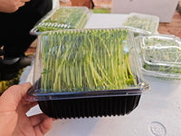 Disposable Plastic Seedling Trays with Lids for Hydroponic Pea Sprouts & Microgreens, 1000-Pack